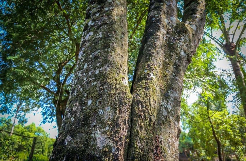 Vietnam's Liquid Gold: Exploring the Mystique of Oud